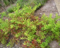 itea virginica ab.jpg